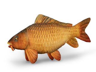 Plyšový kapr Delphin CARPY 60 cm
